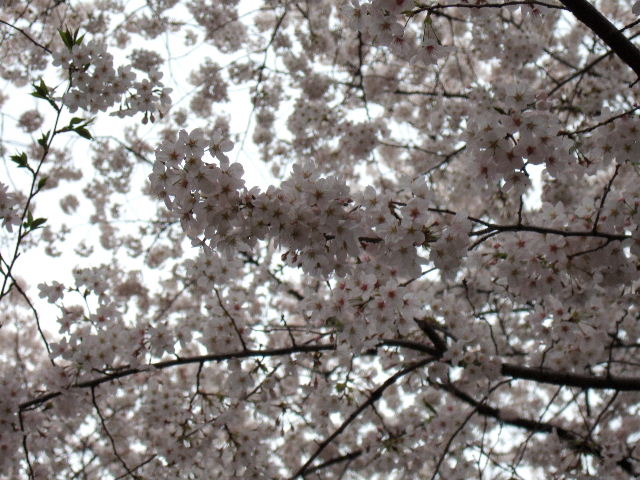 e0064133_15192559.jpg