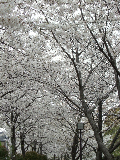 f0110663_1938484.jpg