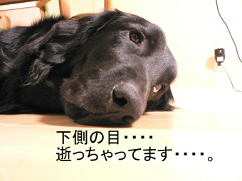 f0065568_20115046.jpg