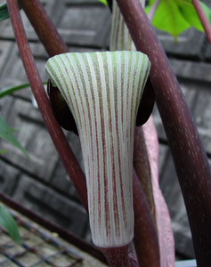 e0064375_17582814.jpg