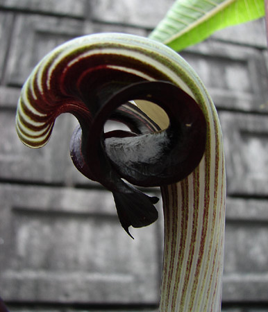 e0064375_1802269.jpg