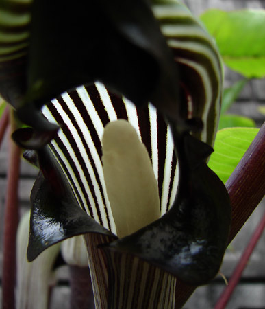 e0064375_1804571.jpg