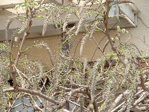 d0000778_2239452.jpg