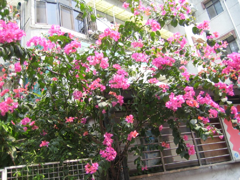 c0079397_2110365.jpg