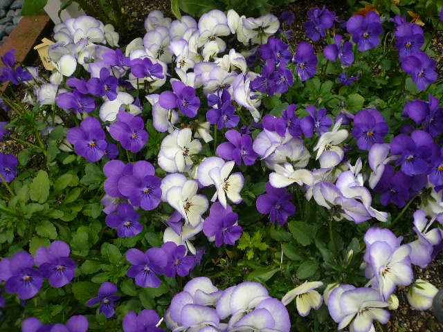 e0026017_13351560.jpg