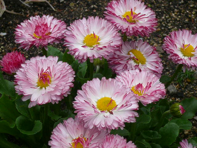 e0026017_13355349.jpg