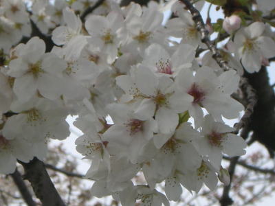 c0089719_13355573.jpg
