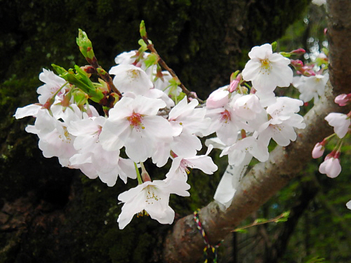 同じく桜の花びらのアップ画像。後ろが緑のコケに覆われた幹を背景にしているために、薄いピンク色の花が浮かび上がって見えます。桜は本当に綺麗な花ですね。