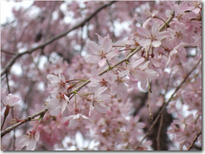 ４月２日井の頭の桜