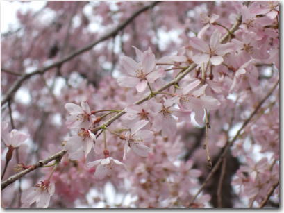 4月2日井の頭の桜