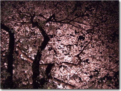 4月2日千鳥が淵緑道5