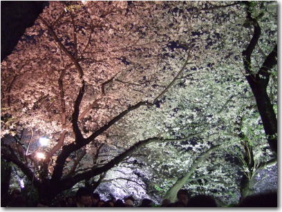4月2日千鳥が淵緑道6