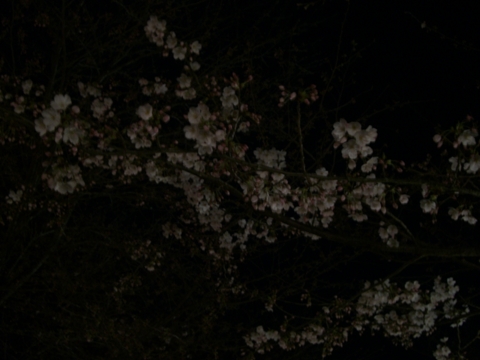 a0100946_012998.jpg