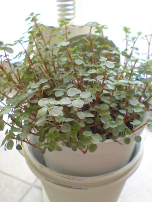 d0041553_12162588.jpg