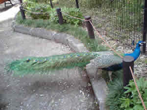 e0043258_1258932.jpg