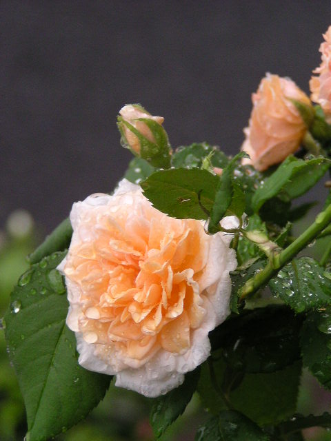 f0074659_23114274.jpg