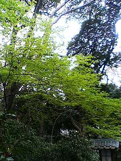 f0054677_6295855.jpg