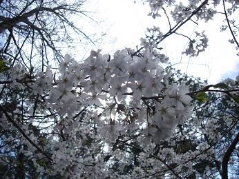 e0063131_14475629.jpg