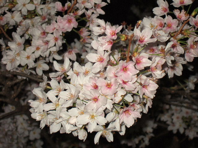 e0064133_0533710.jpg