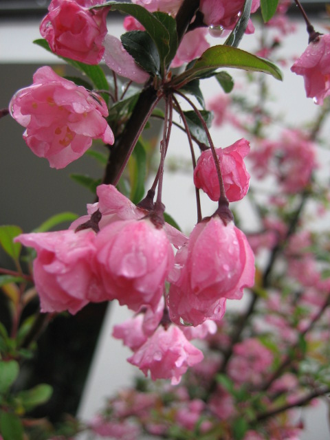 b0088037_2011765.jpg