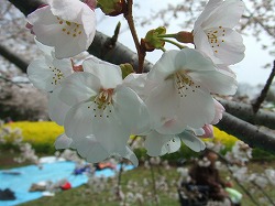a0046339_093011.jpg