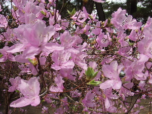 a0054240_22472775.jpg