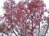 f0119244_20231397.jpg