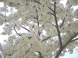 f0119244_2023469.jpg