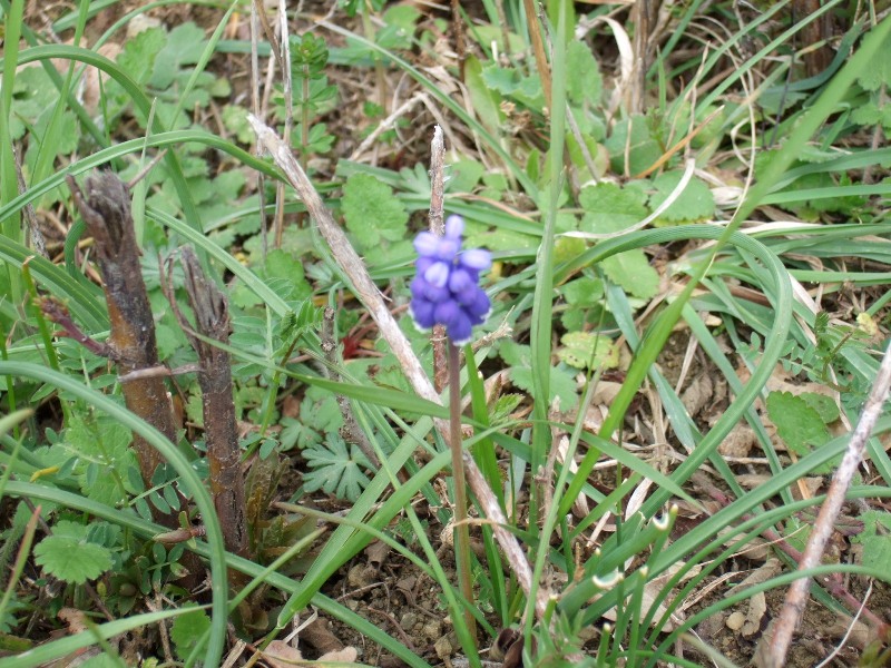 e0104154_7374349.jpg