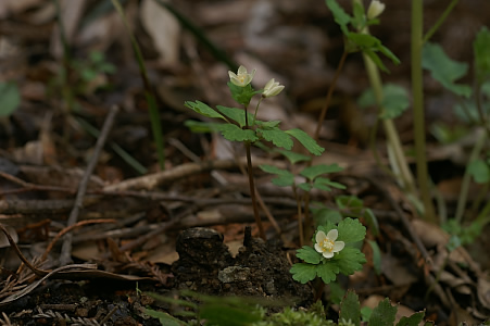 e0054067_0514186.jpg