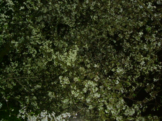 e0078071_154545.jpg