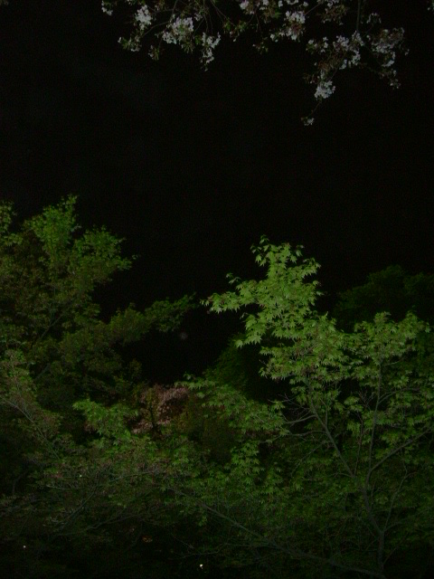 e0078071_1545573.jpg