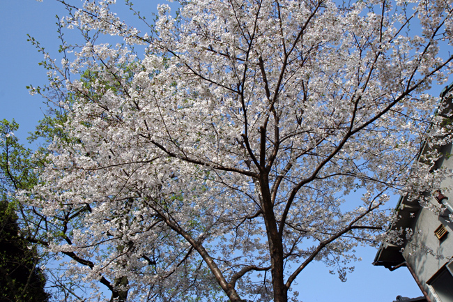 c0025895_11161.jpg