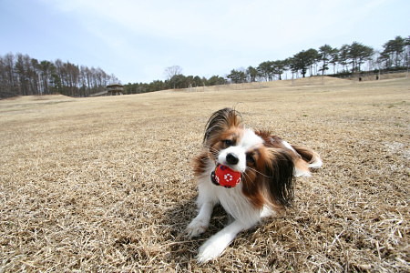 c0044199_15281698.jpg