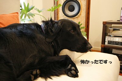 c0050400_1912449.jpg