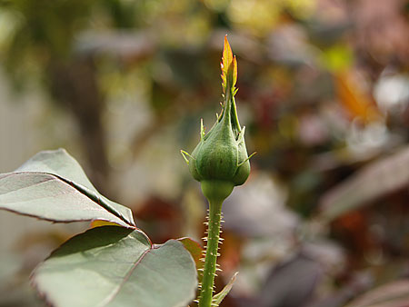 a0041508_2123853.jpg