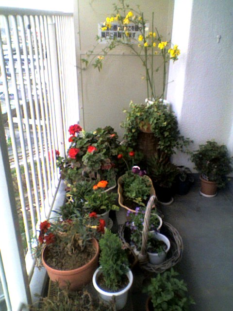 d0009828_8354212.jpg