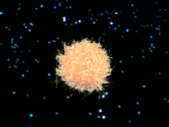 e0005548_1341373.gif