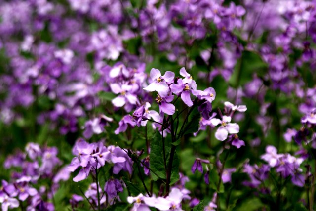 f0044056_1721938.jpg