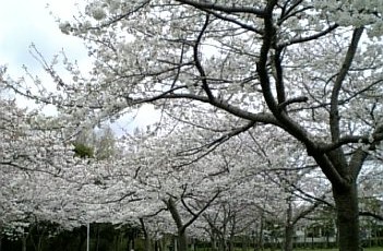 f0014371_18285092.jpg
