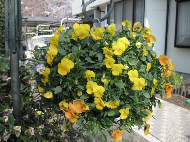 d0070473_8313766.jpg