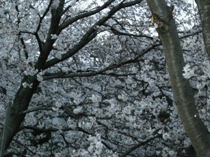 f0116278_14104.jpg