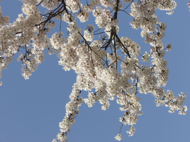 e0015108_2544082.jpg