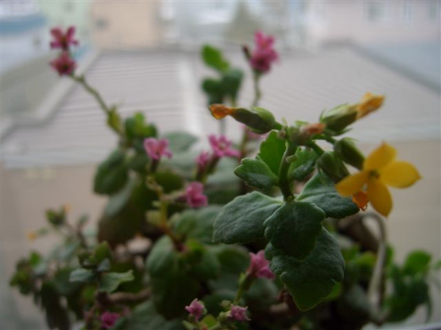 e0066733_1413321.jpg