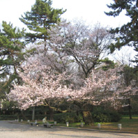 d0033734_11352214.jpg
