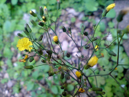 e0034047_123733.jpg