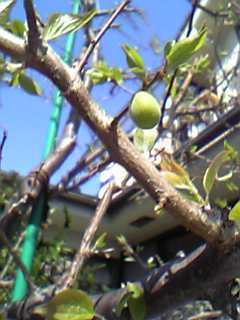 c0077465_9263749.jpg