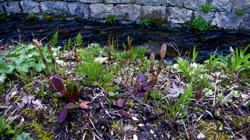 a0079292_12344245.jpg
