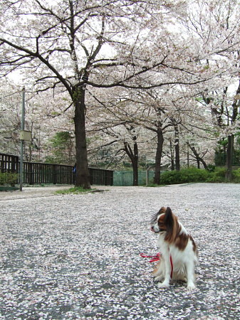 c0044199_034167.jpg