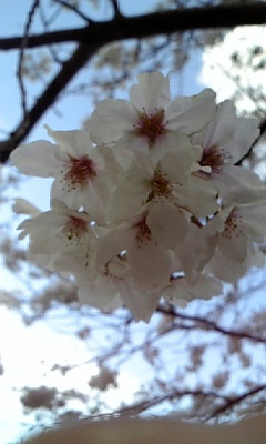 a0013905_00462.jpg
